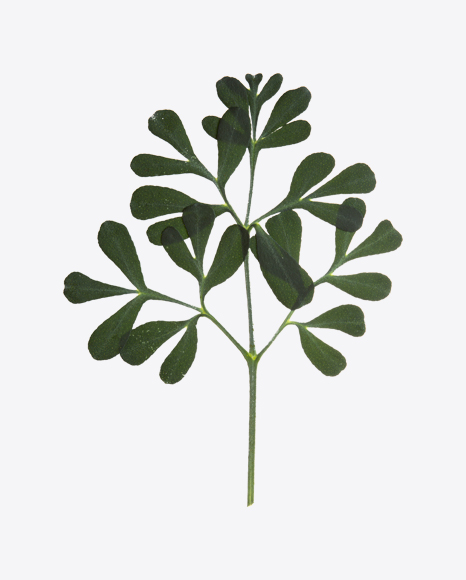 Rue Branch