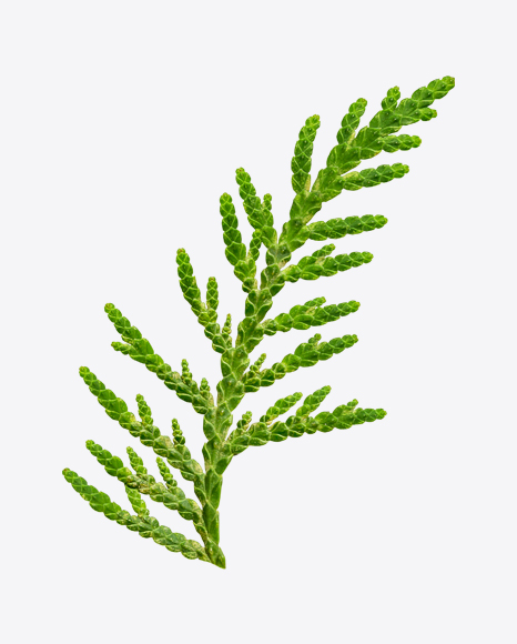 Conifer Tree Branch PNG