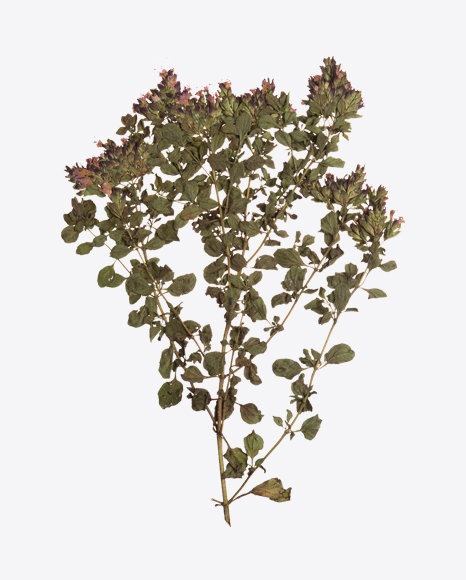 Oregano Branch