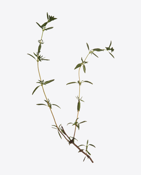 Lemon Thyme