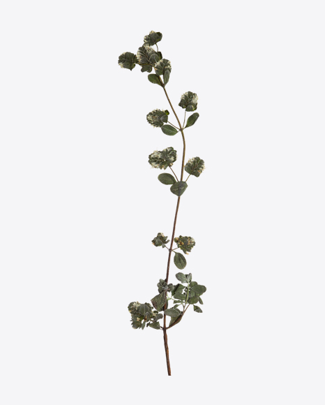 Oregano Marjoram Branch