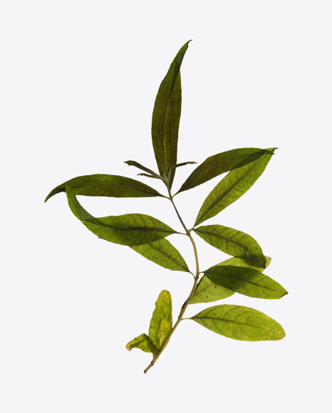 Lemon Verbena Branch