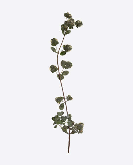 Oregano Marjoram Branch
