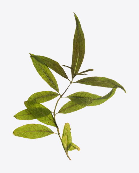 Lemon Verbena Branch