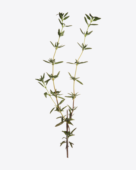 Lemon Thyme