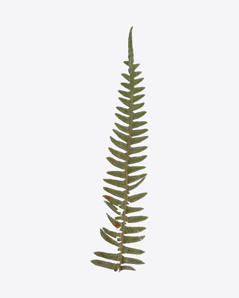 Dried Fern Leaf