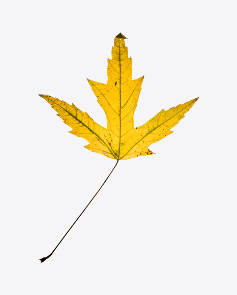 Dried Maple Leaf