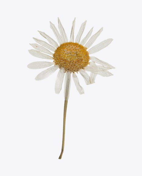 Dried Camomile Flower