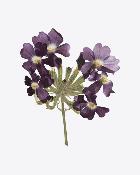 Dried Field Pansy Flowers
