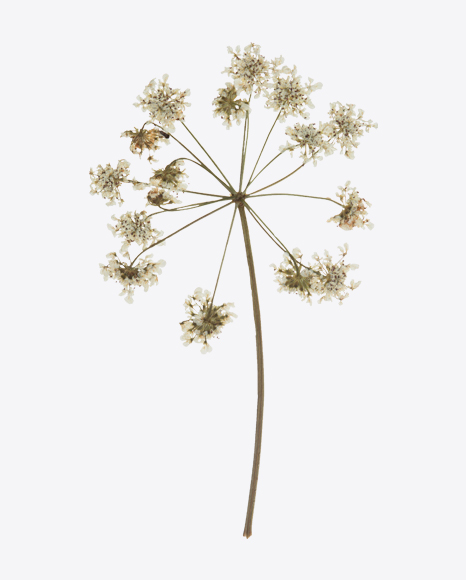 Dried Cow Parsley Branch