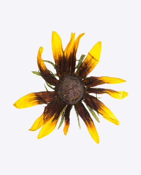 Dried Orange Flower