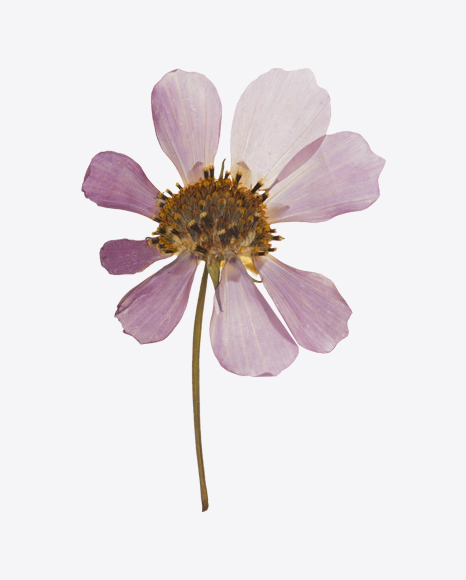 Dried Daysy Flower