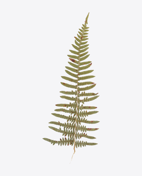 Dried Fern Leaf