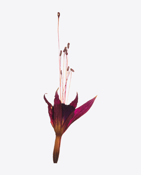 Dried Dark Pink Flower