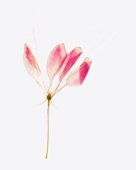 Dried Flower