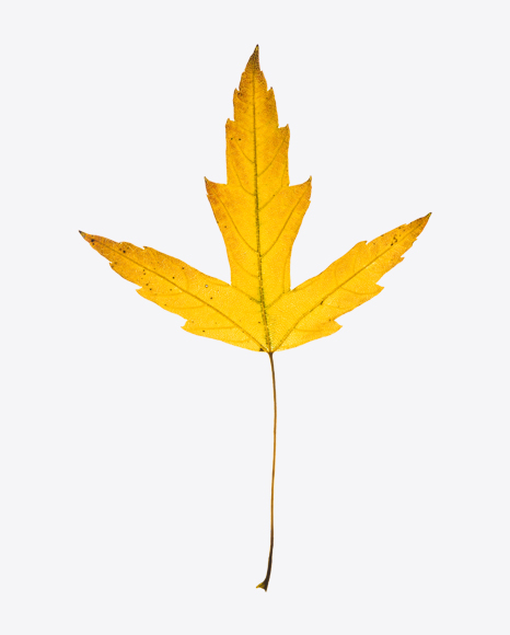 Dried Maple Leaf