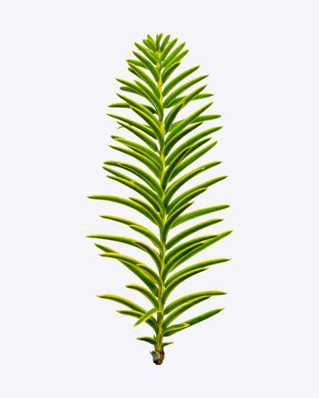 Conifer Tree Branch PNG