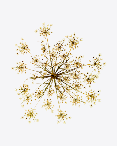 Dried Cow Parsley Branch