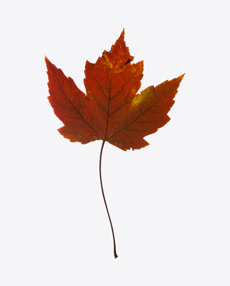 Dried Red Maple Leaf