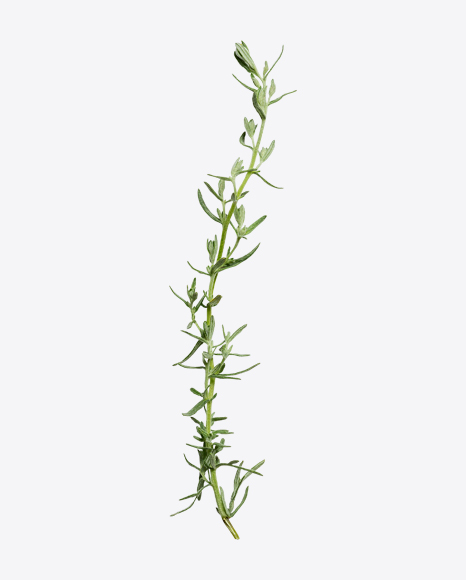 Green Herbal Plant Branch PNG