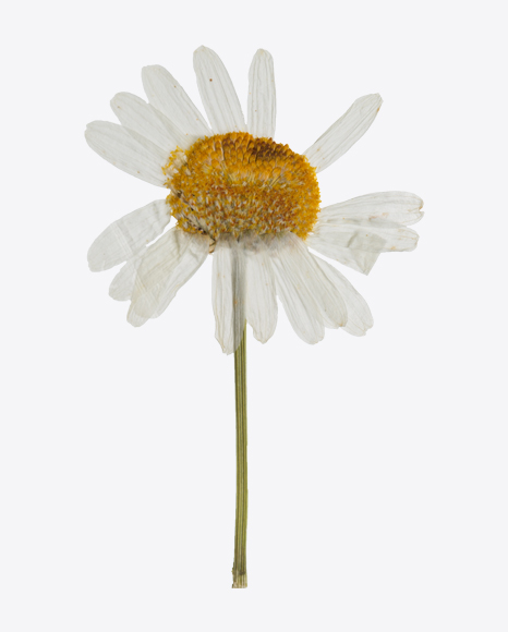 Dried Camomile Flower