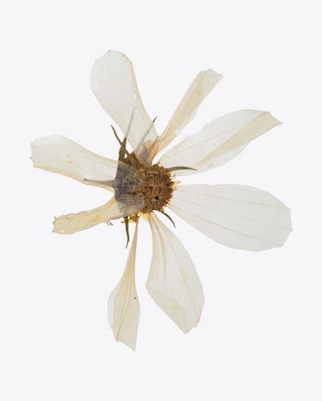 Dried Camomile Flower