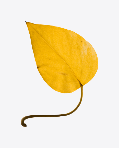 Yellow Dried Tree Leaf