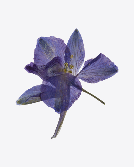 Dried Field Pansy Flower