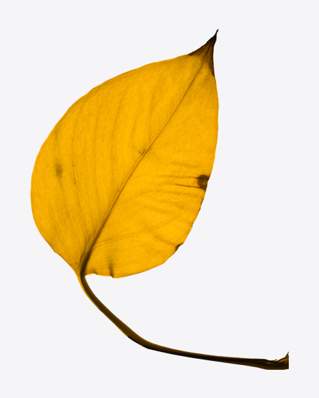 Yellow Dried Tree Leaf