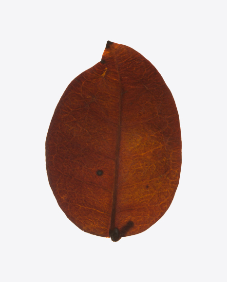 Dark Dried Tree Leaf