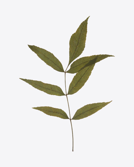 Dried Tree Branch