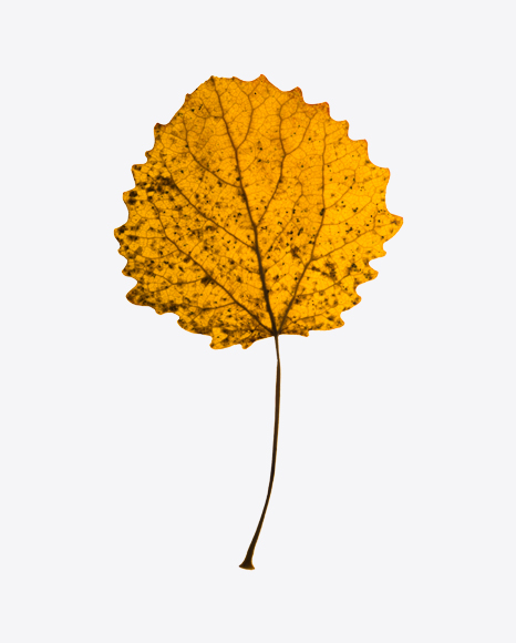 Dried Aspen Tree Leaf