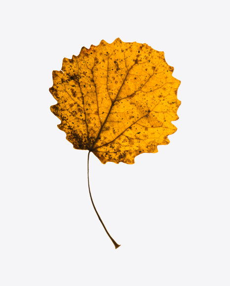 Dried Aspen Tree Leaf