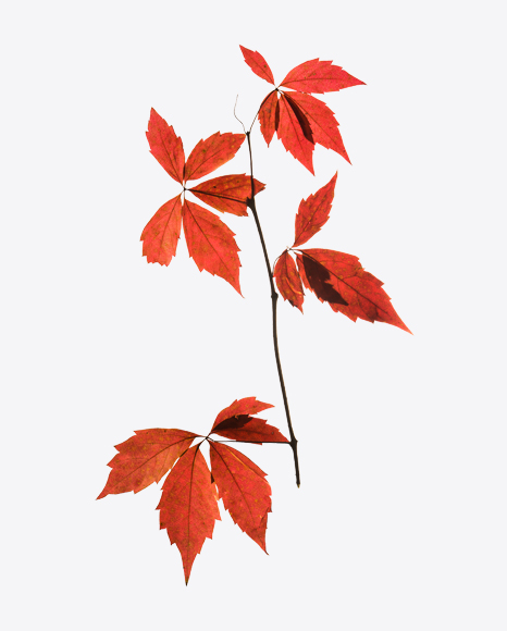 Red Dried Tree Branch