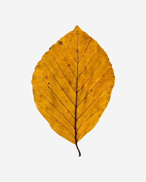 Dried Tree Leaf