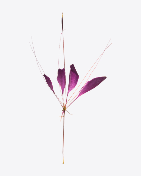 Dried Red Flower