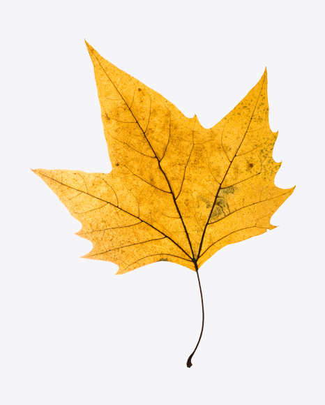Yellow Dried Maple Tree Leaf