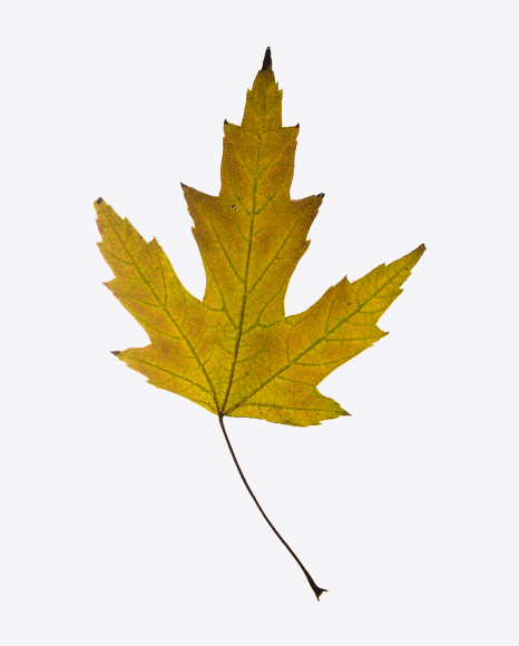 Yellow Dried Maple Tree Leaf