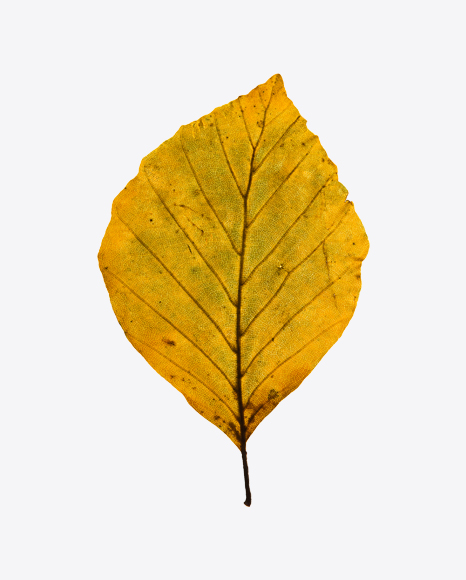 Yellow Dried Tree Leaf