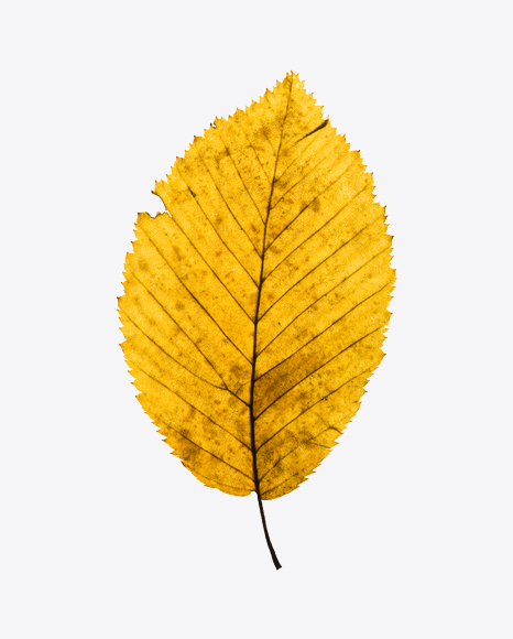 Yellow Dried Aspen Tree Leaf