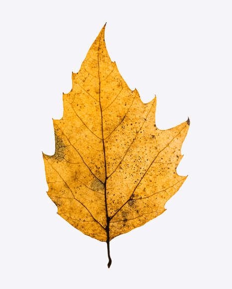Yellow Dried Tree Leaf