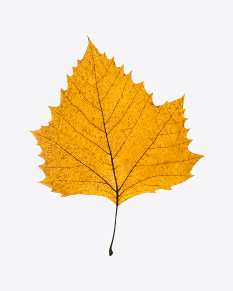 Yellow Dried Tree Leaf