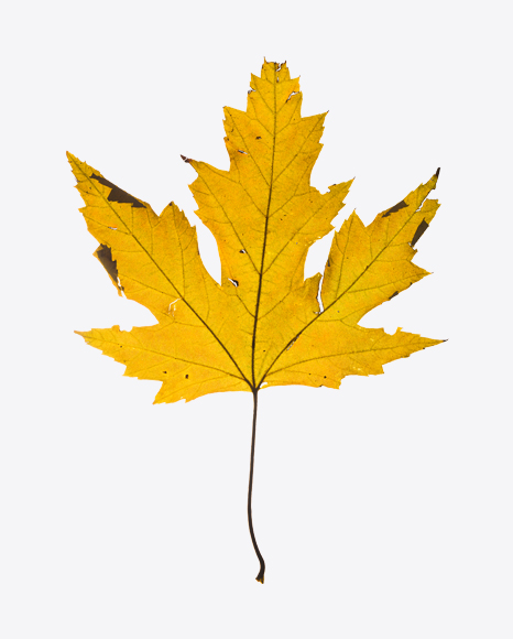 Yellow Dried Maple Tree Leaf