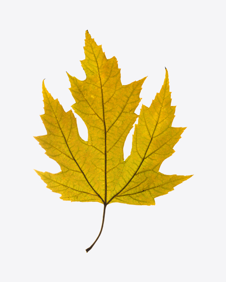 Yellow Dried Maple Tree Leaf