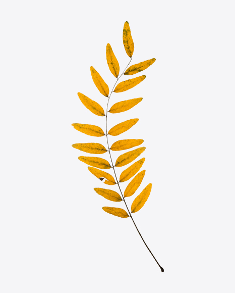 Dried Rowan Tree Branch