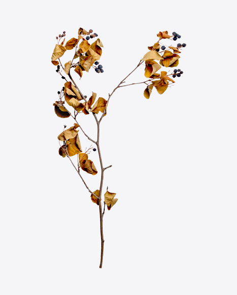 Dried Blueberry Branch PNG