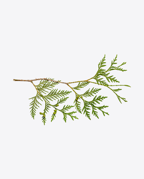 Juniper Branch PNG