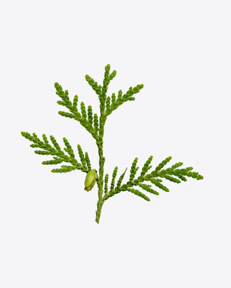 Conifer Tree Branch PNG