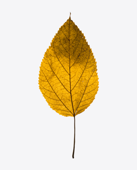 Yellow Dried Aspen Tree Leaf