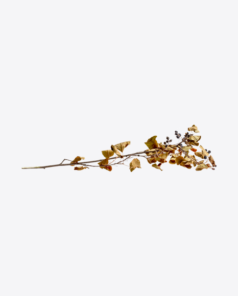 Dried Blueberry Branch PNG